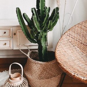 Rattan Basket